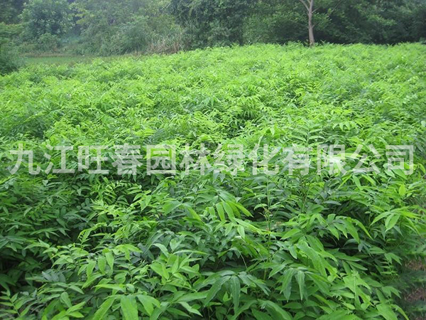 無(wú)患子